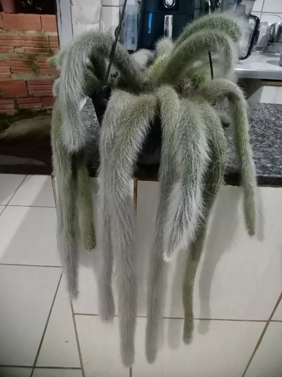 Planta rabo de macaco  - Foto 4