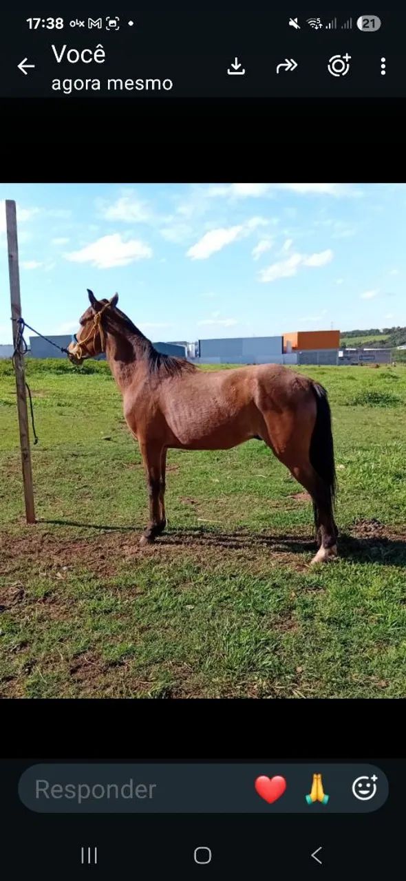 Cavalos 
