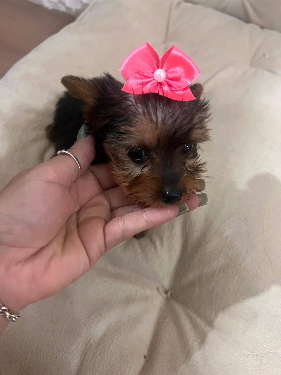 Yorkshire terrier  - Foto 3