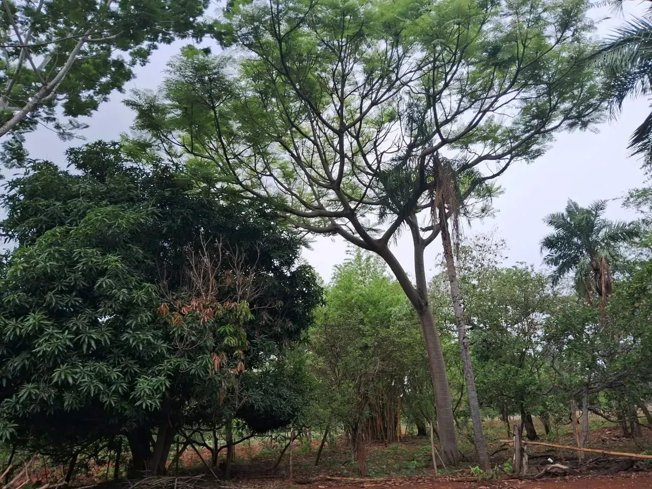 COD559 - Chácara a venda - 14hectares em Terenos/ MS. - Foto 3