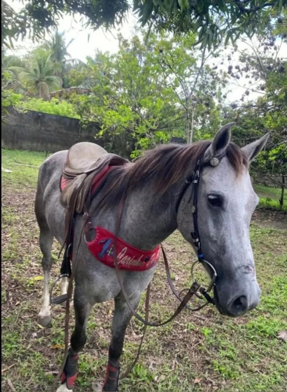 Égua a venda  - Foto 5
