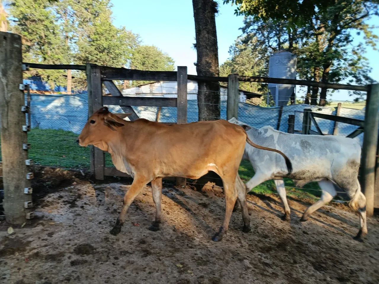 Bezzeras nelore - Foto 2