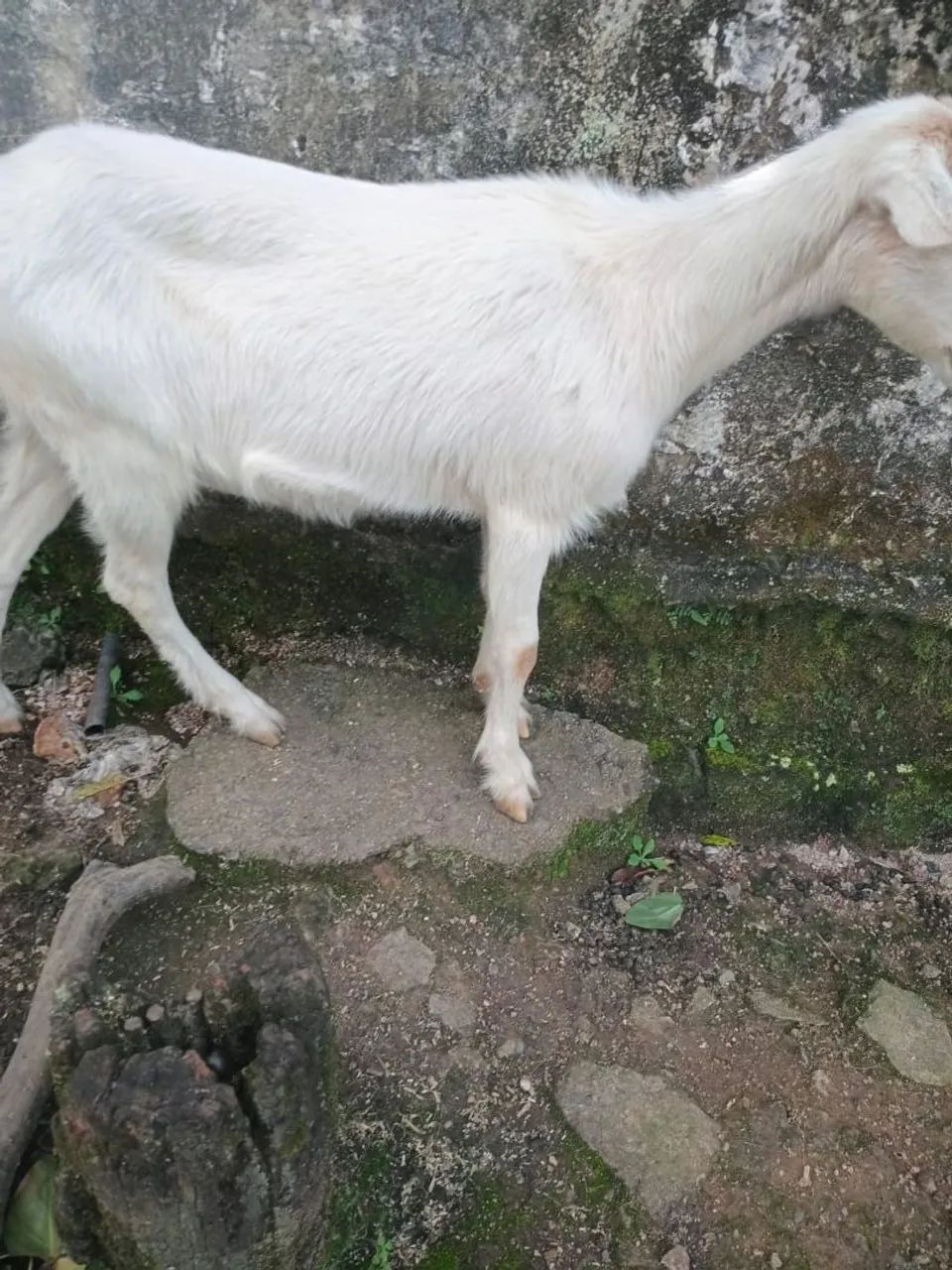 Vende 2 Cabra saanen Com Cria  as duas por 2300 reais - Foto 2