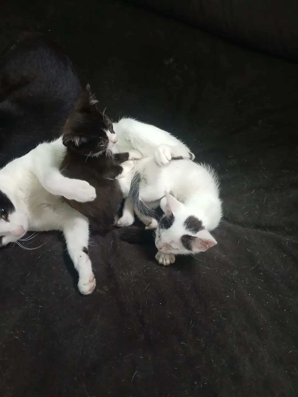 Doação  - Foto 2
