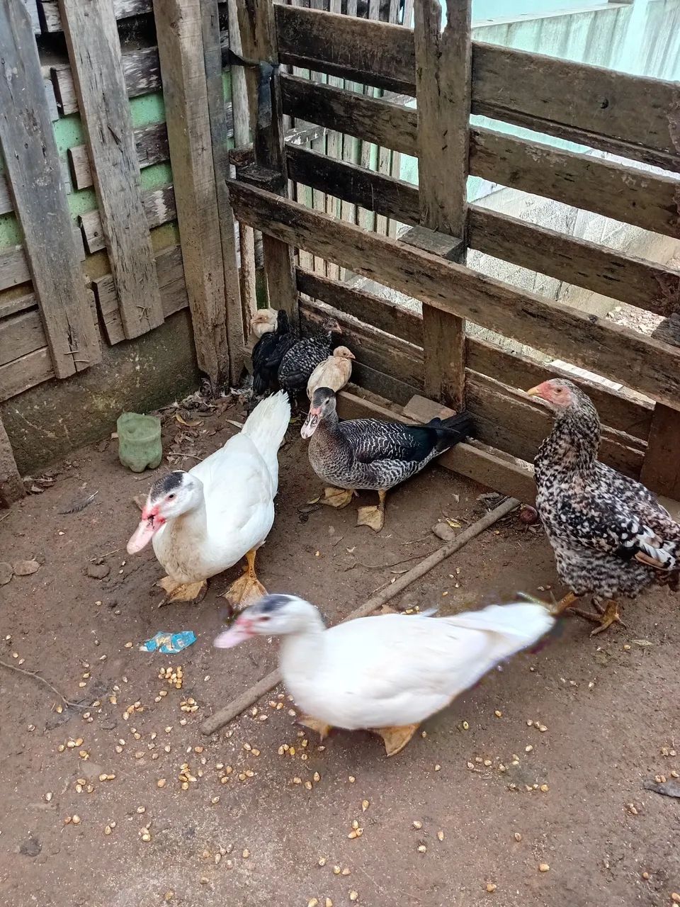 Casal de Pato gamelão  - Foto 5