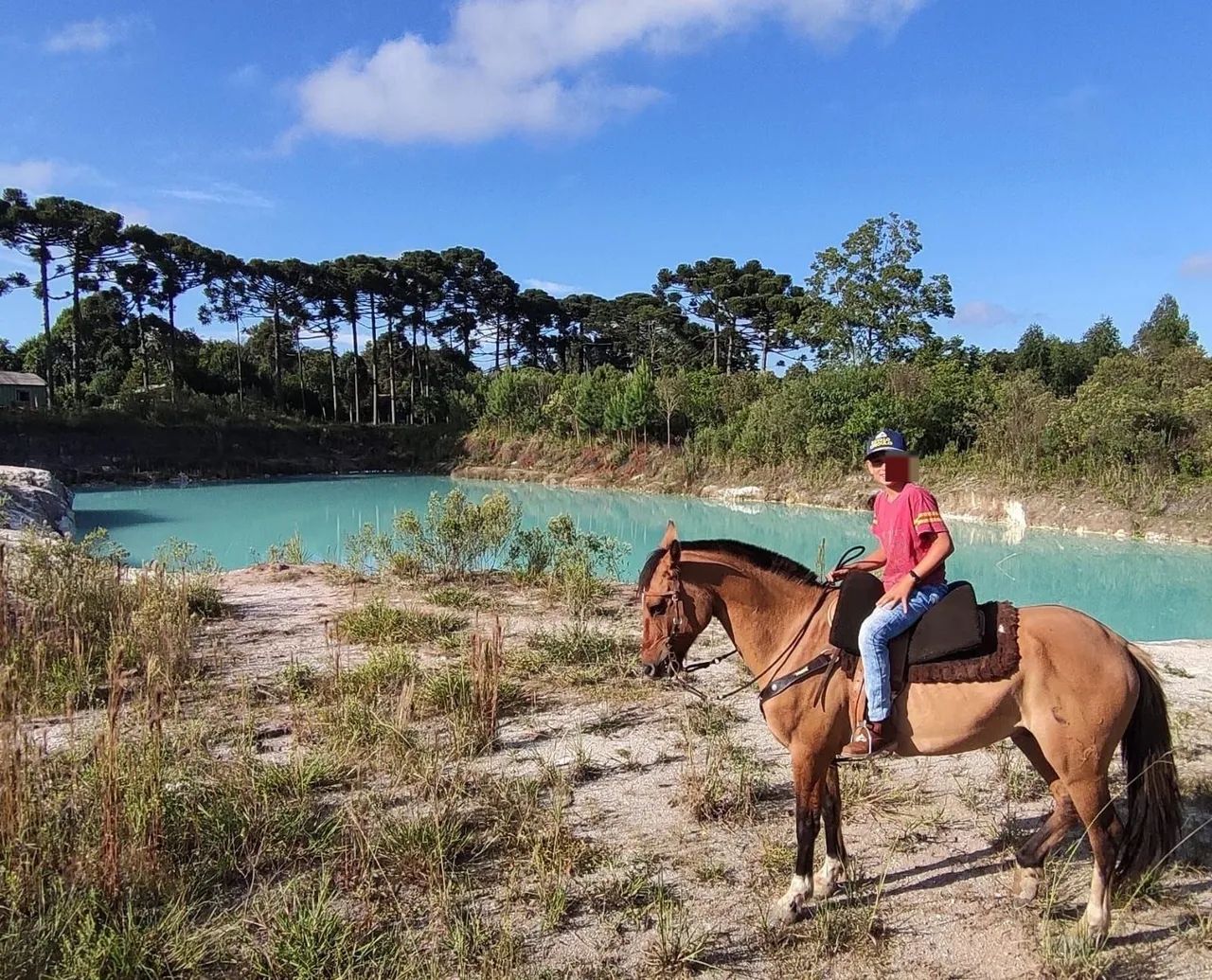 Cavalo Crioulo Documentado 