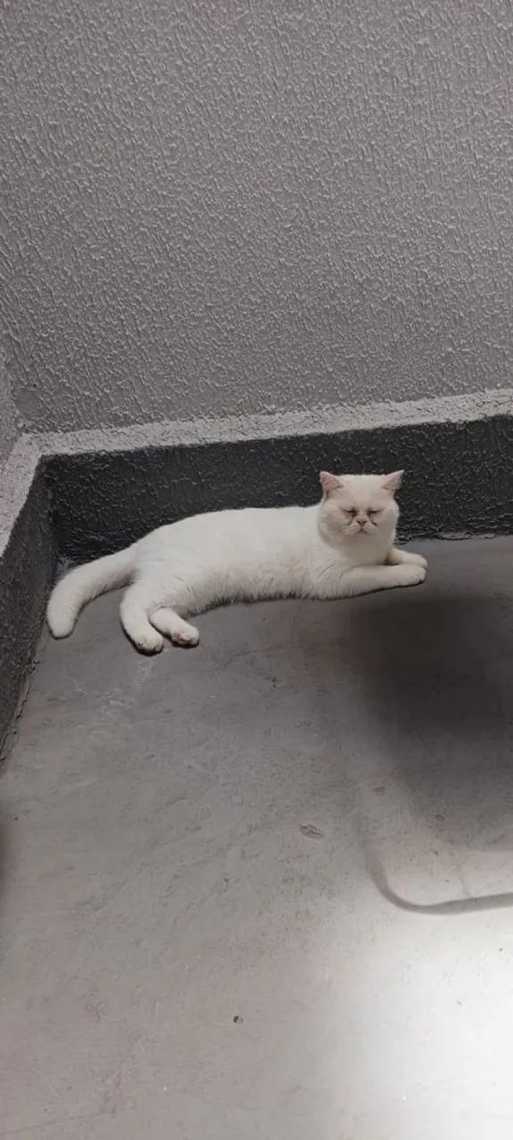 Persa Macho - Só Mil Reais - Foto 2