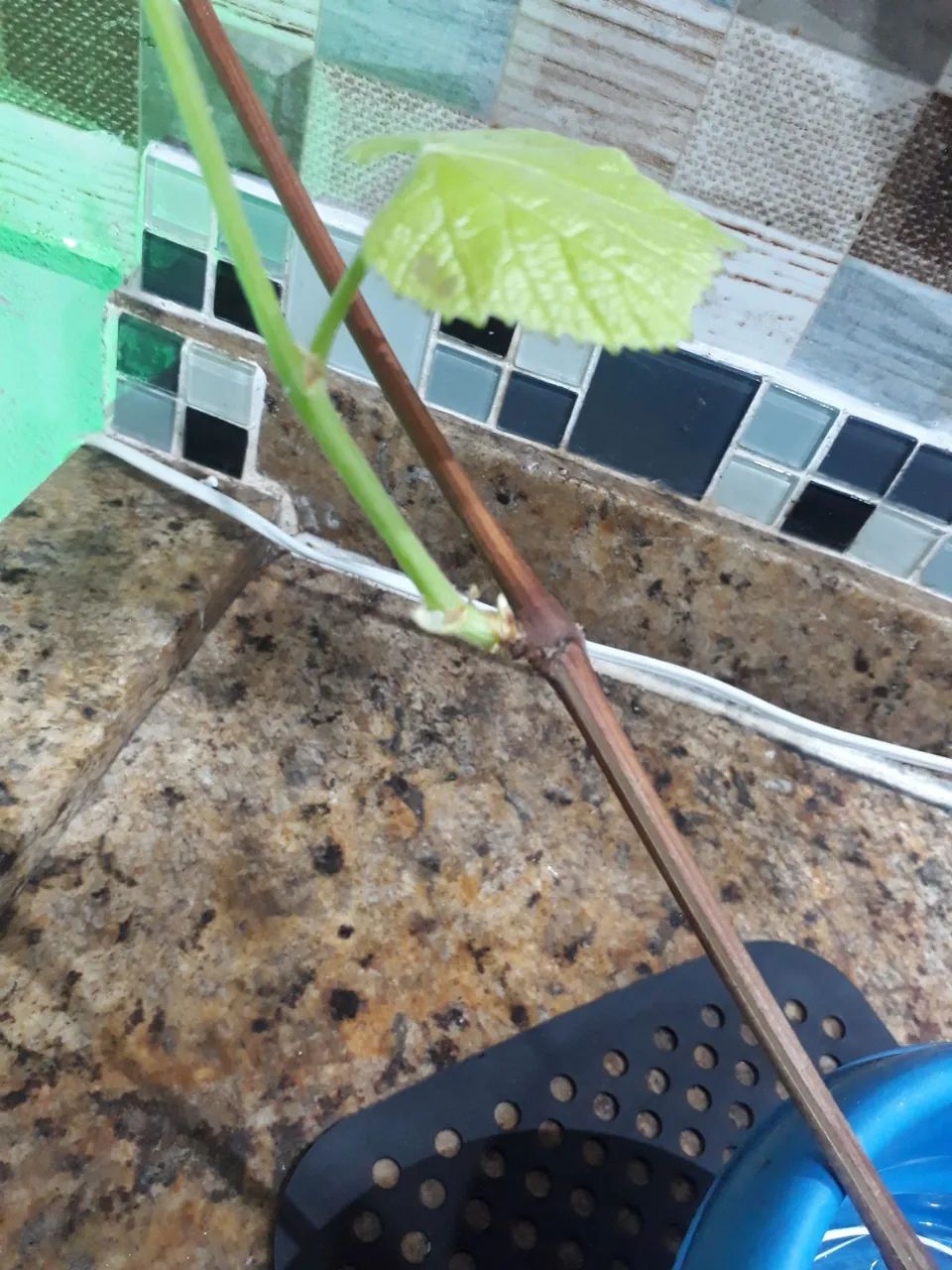 Estaca de uva Niágara com raiz  - Foto 2