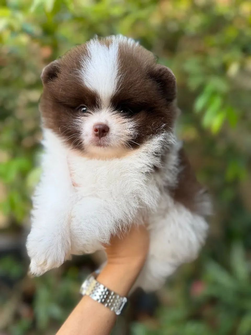 Spitz alemao machos 
