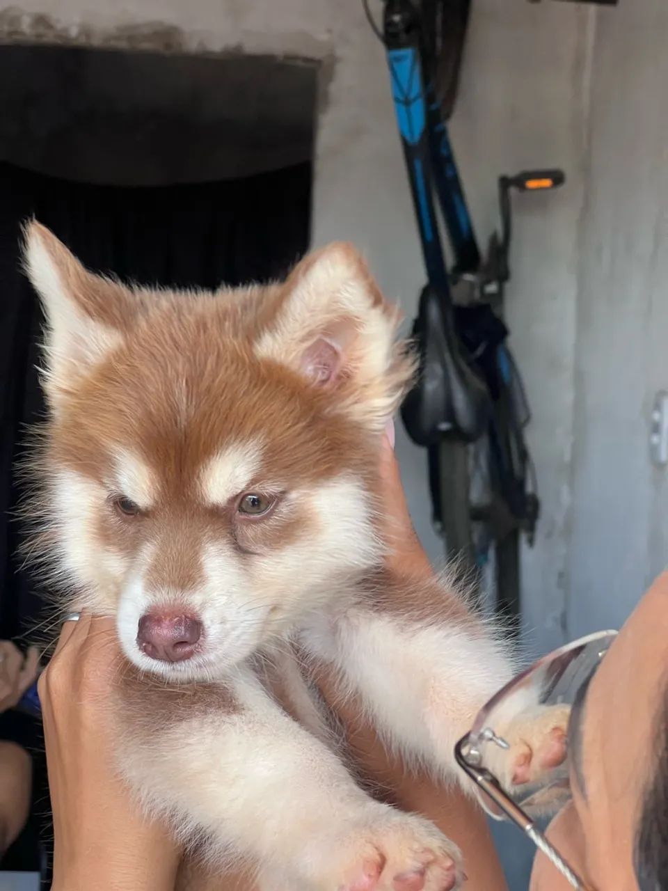 Husky fêmea  - Foto 4