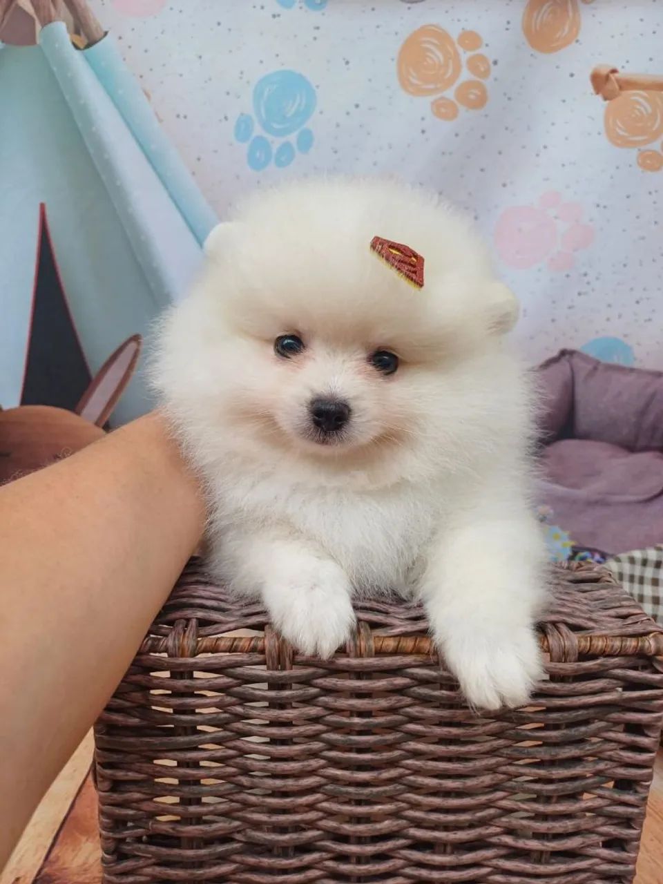 Spitz alemão  macho  anão valor 2500,00  - Foto 2