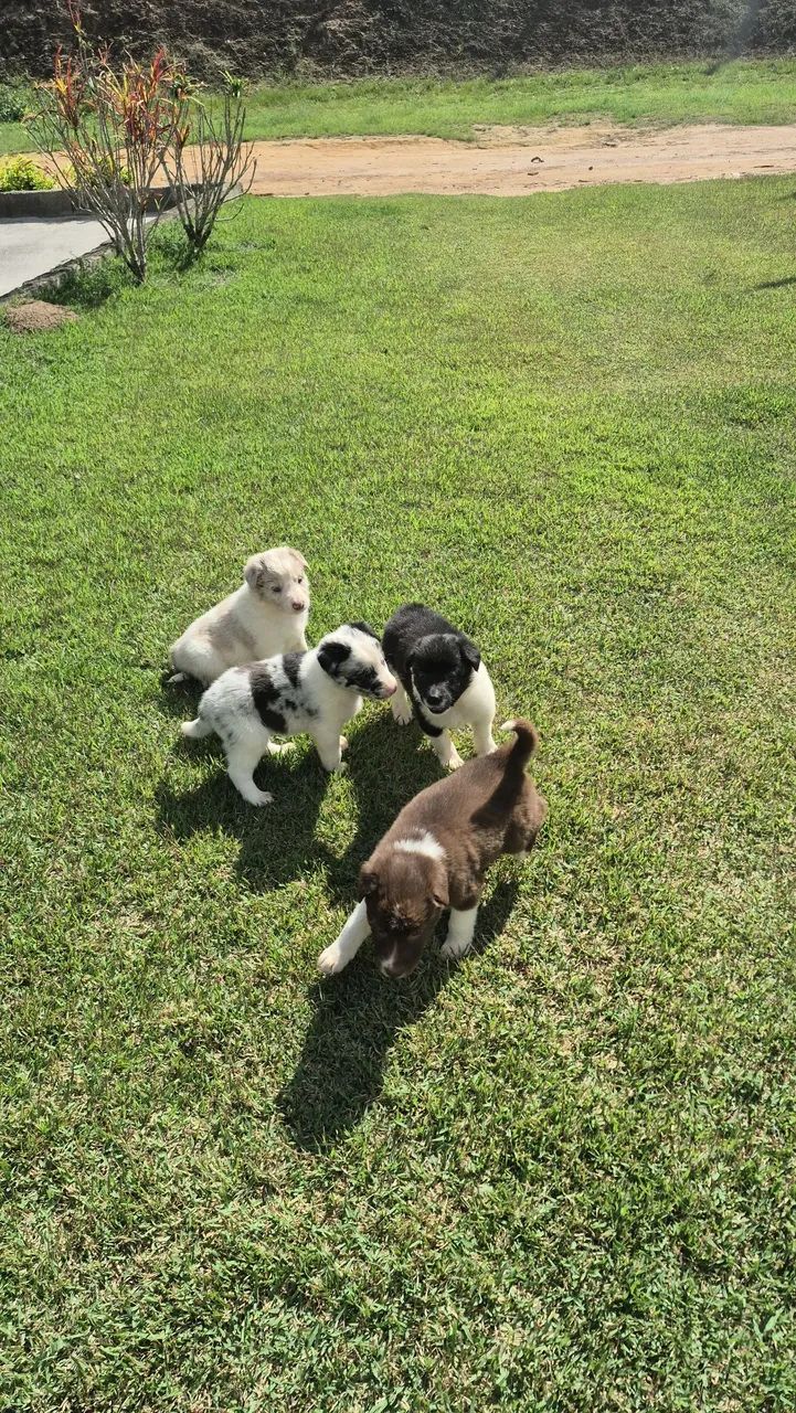 Borde collie  - Foto 4