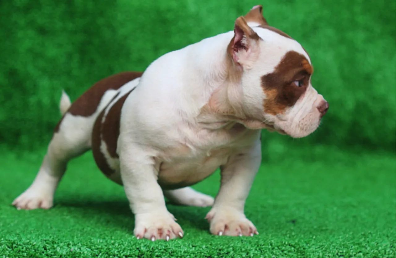 American bully - Foto 3