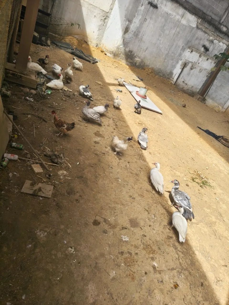 Patos - Foto 2