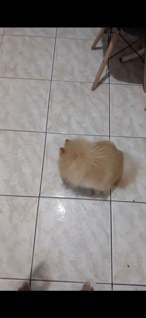 Animais d estimaçao - Foto 4