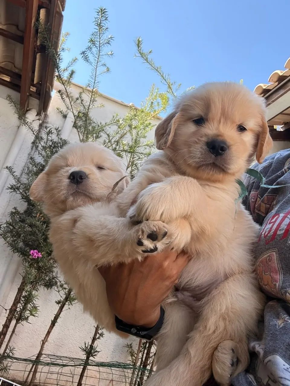 Golden Retriever  - Foto 2