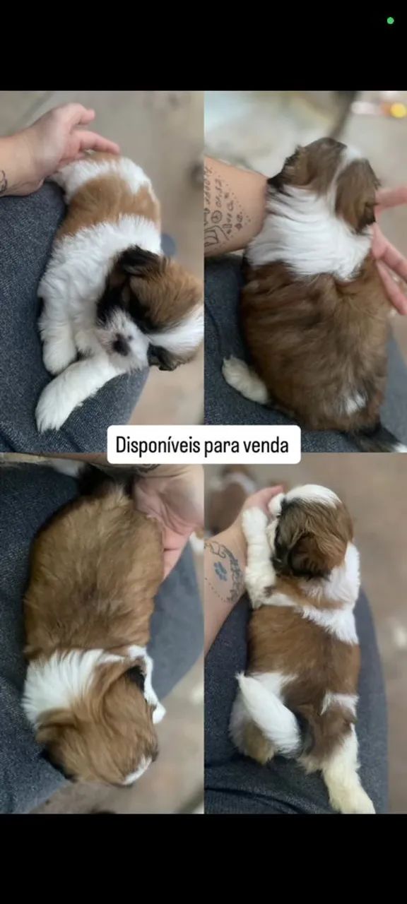 Filhotes de Shitzu 
