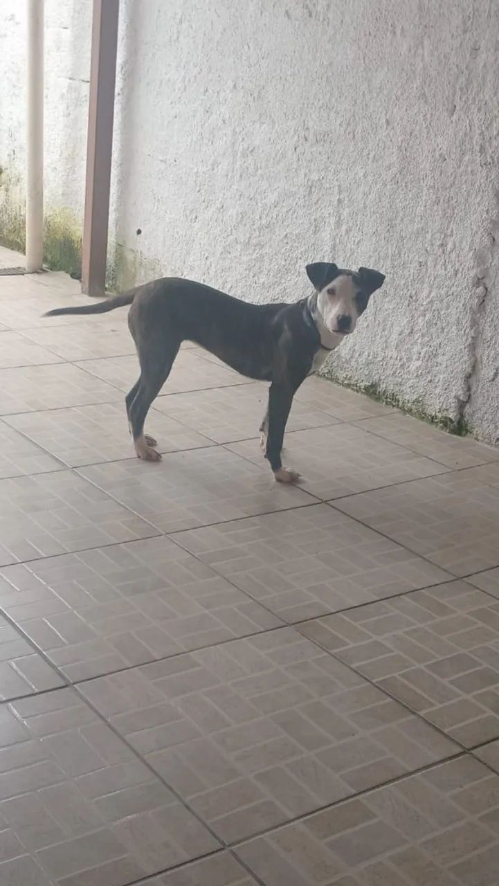 Mestiça pitubul 