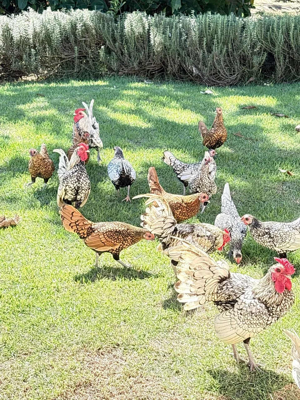 Pintinhos de Garnizé Sebright  - Foto 5
