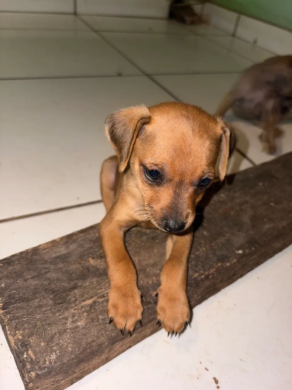 Vende se  pinscher macho 