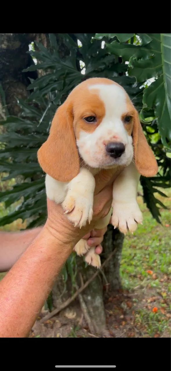 Beagles disponível  - Foto 2