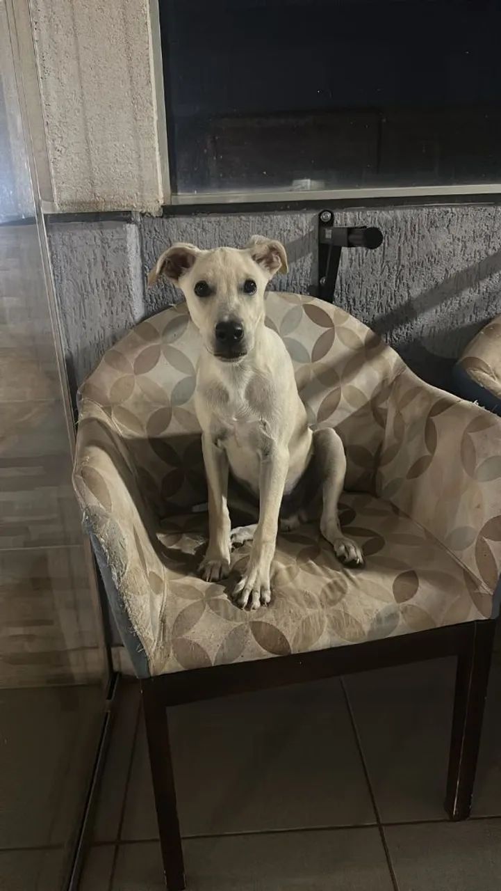 Doação de cachorro 