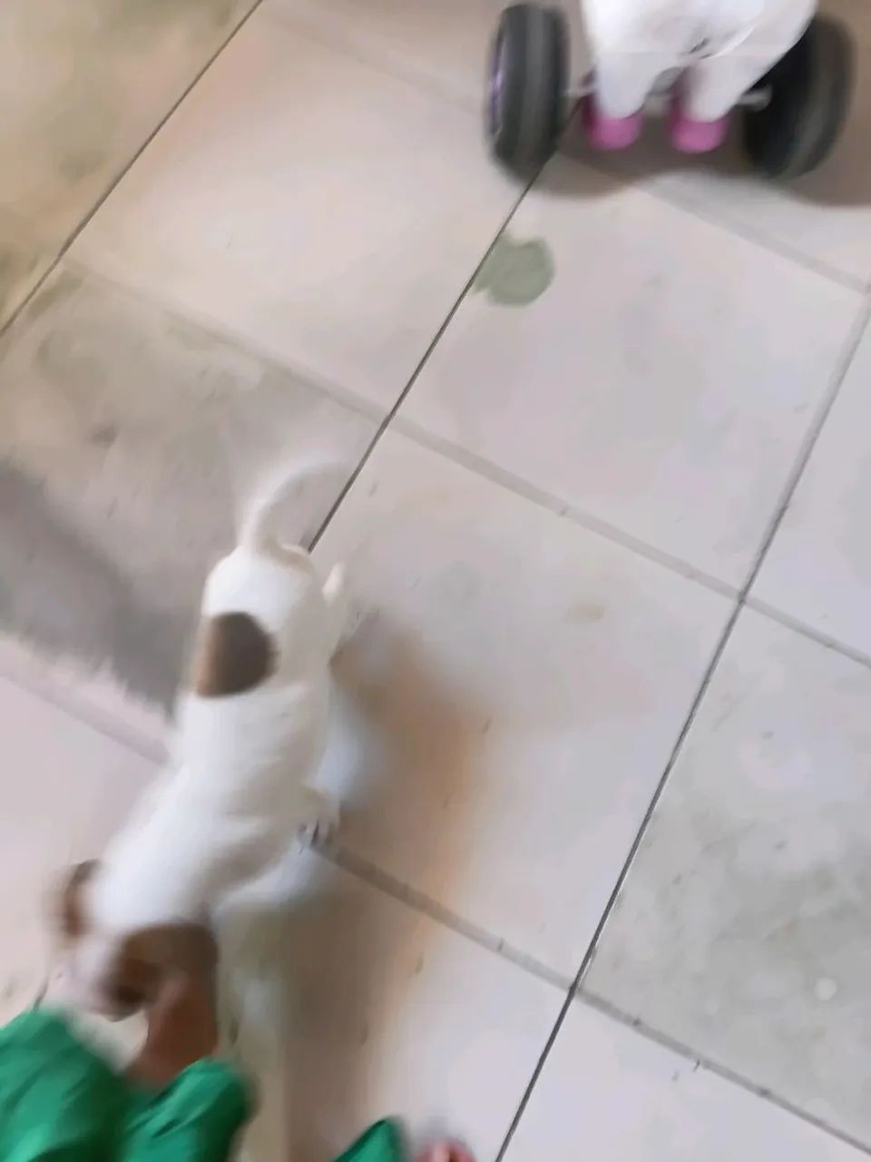 Vendo cachorro 