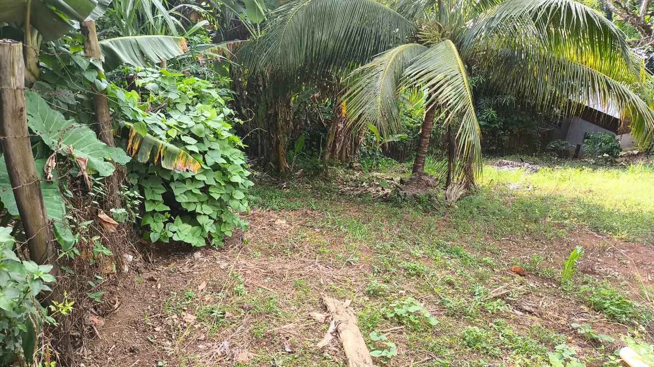 Vendo chácara em Belvedere 160 mil  - Foto 3