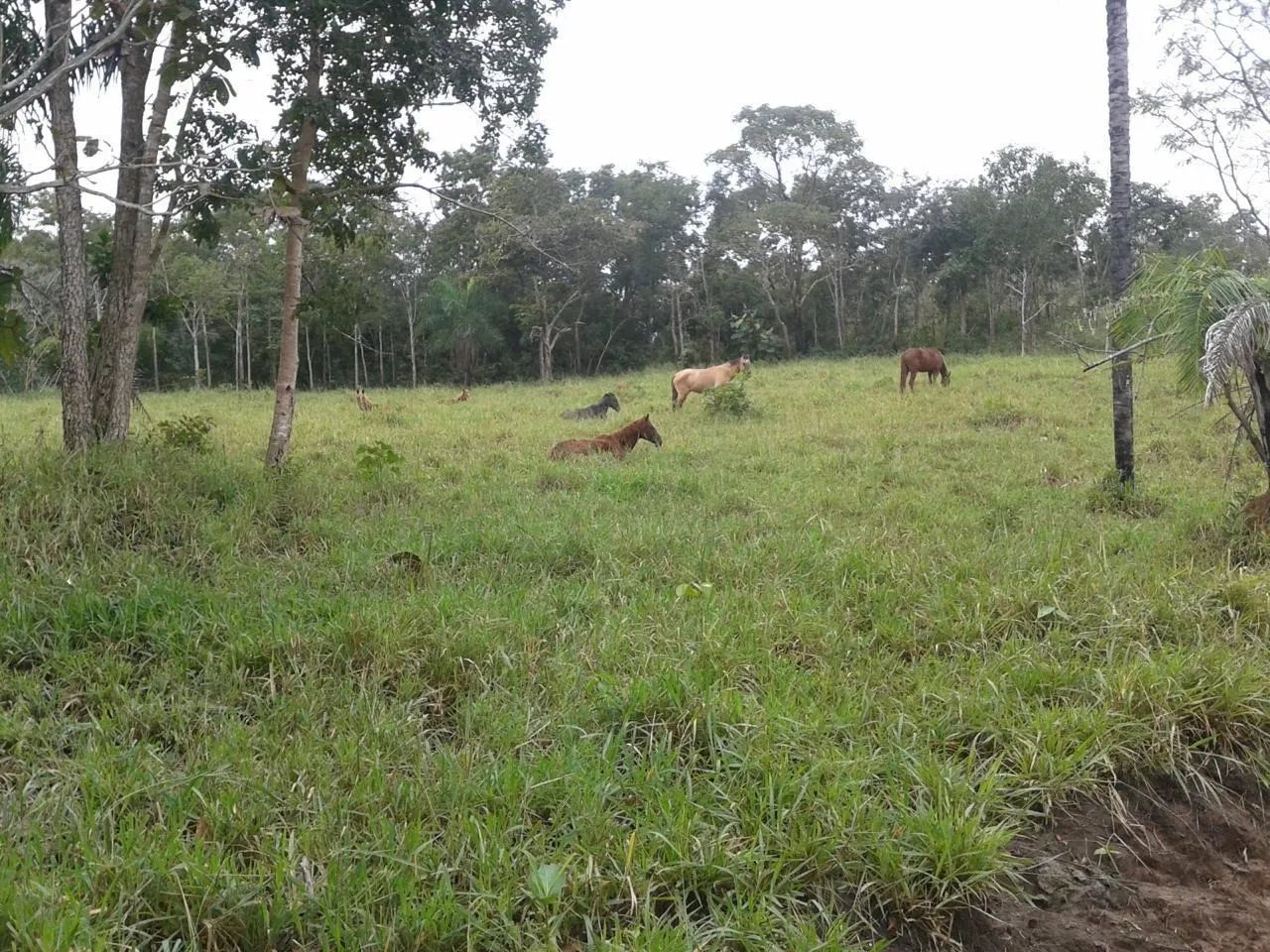FAZENDINHA 80 HECTARES EM LIVRAMENTO  - Foto 5