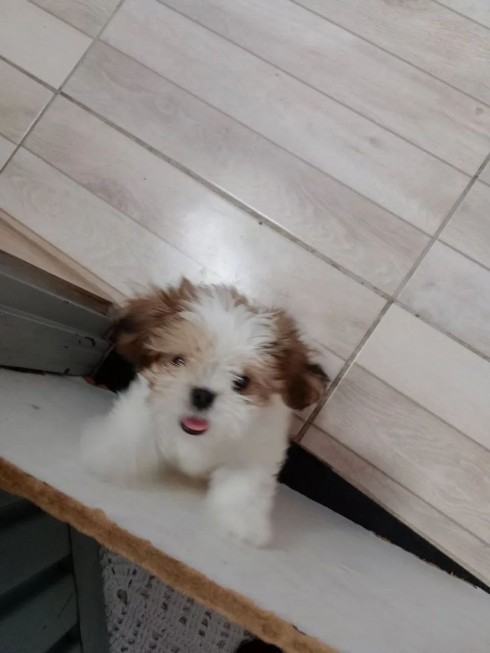 Shitzu mini