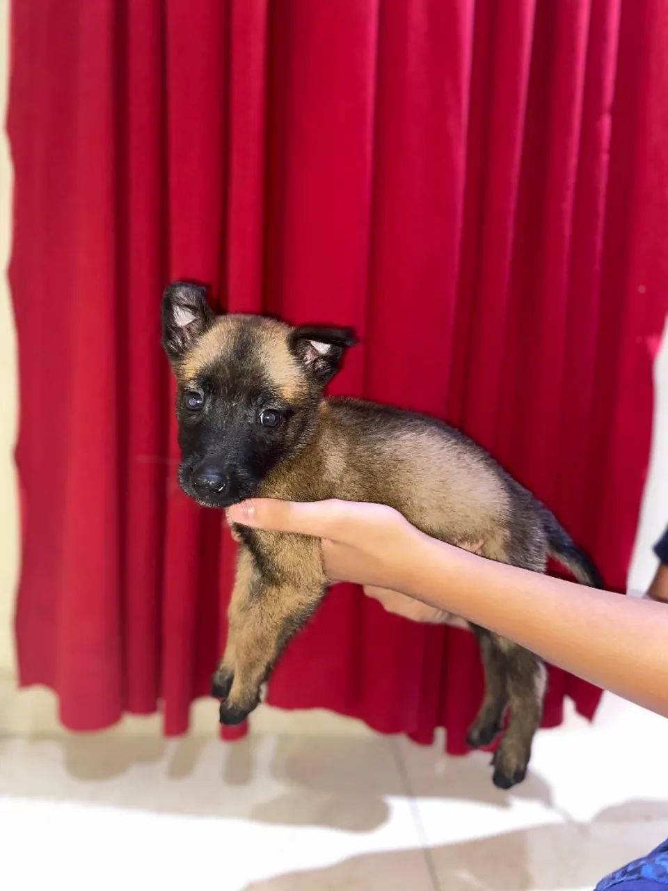 Pastor belga malinois - Foto 2