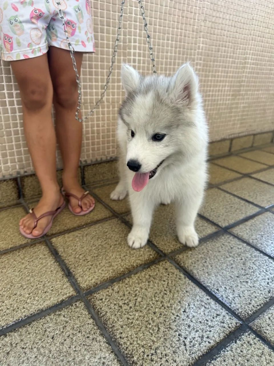 Husky siberiano  - Foto 5