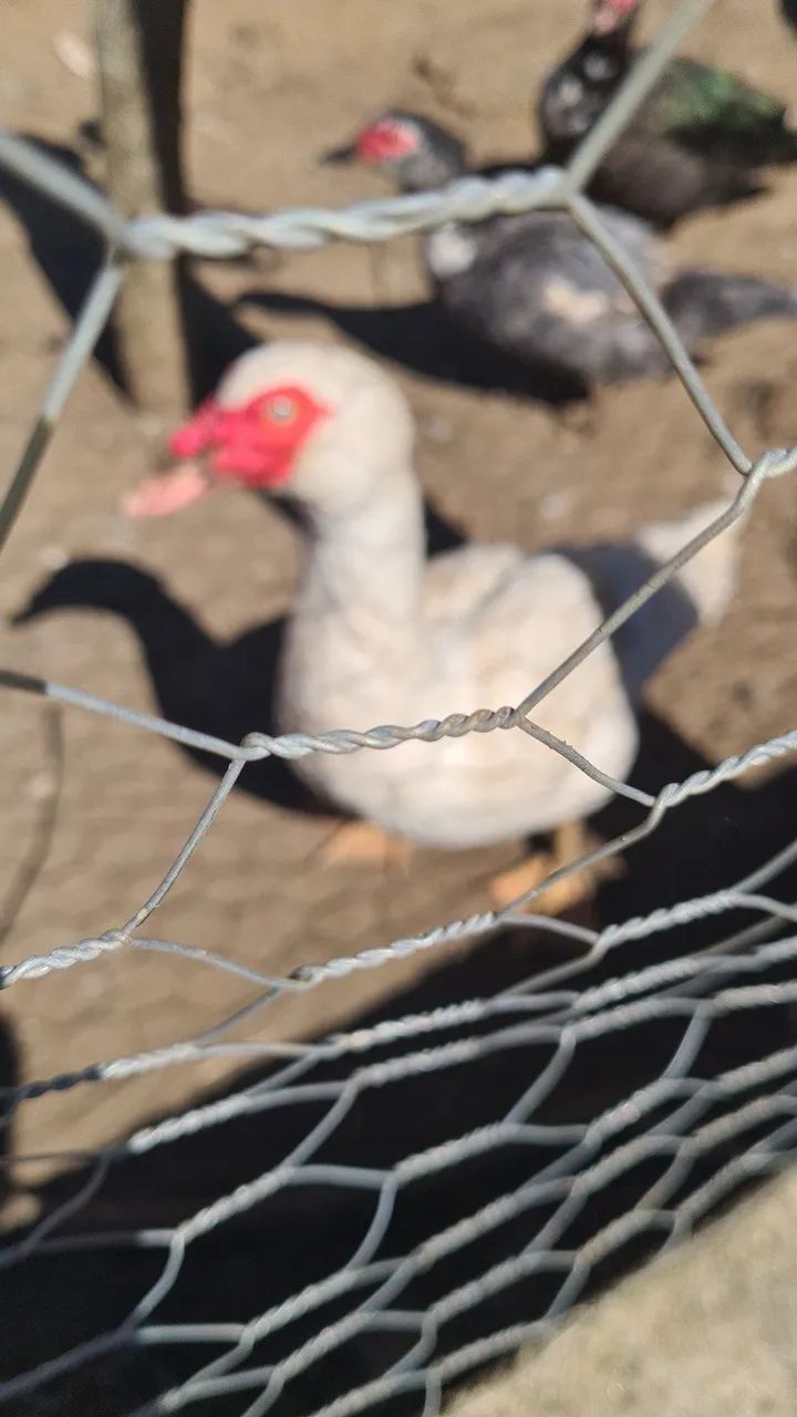 Vende aves - Foto 5