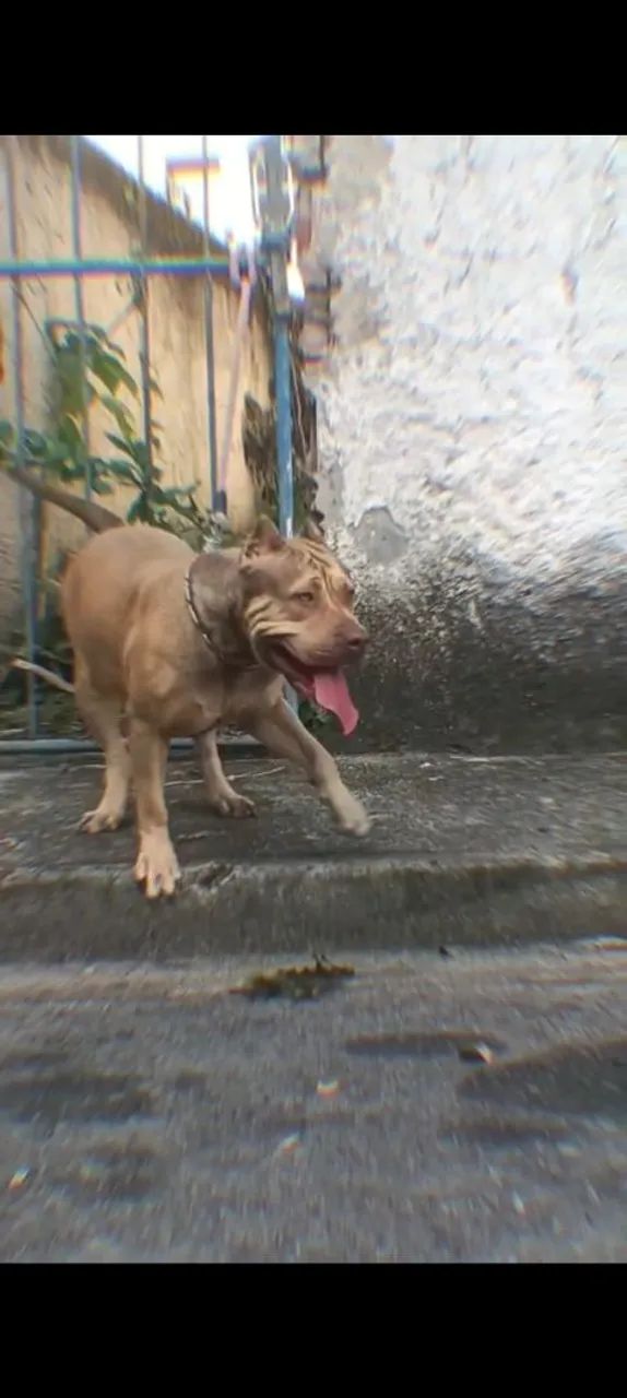 Pitmonster 