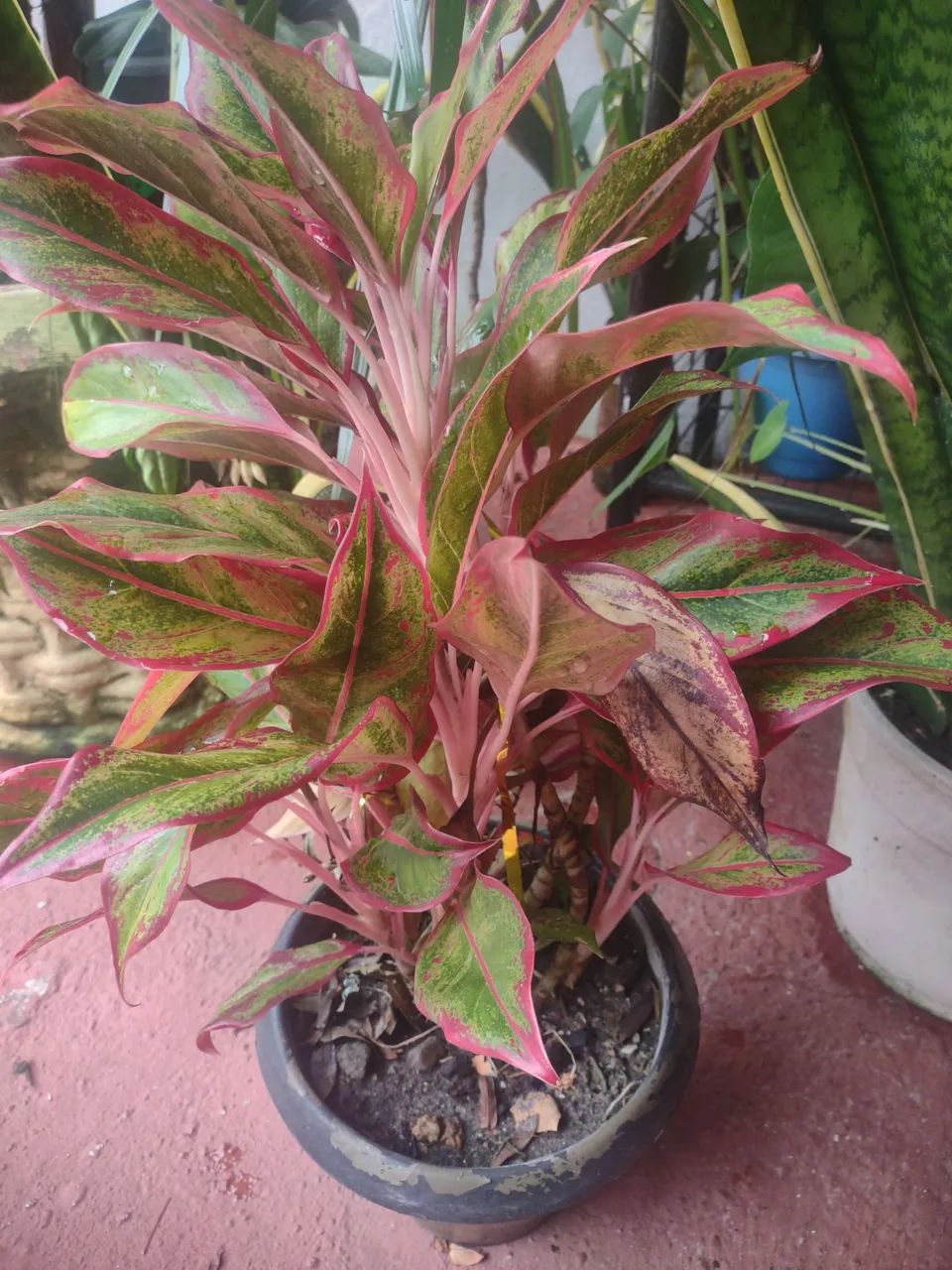 Linda planta Para decoracões - Foto 6