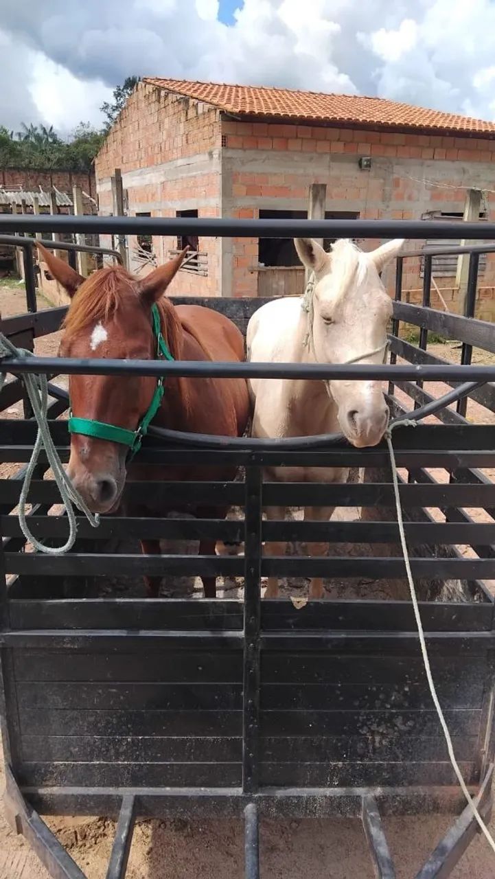 Trailer para transporte de cavalo à venda  - Foto 4