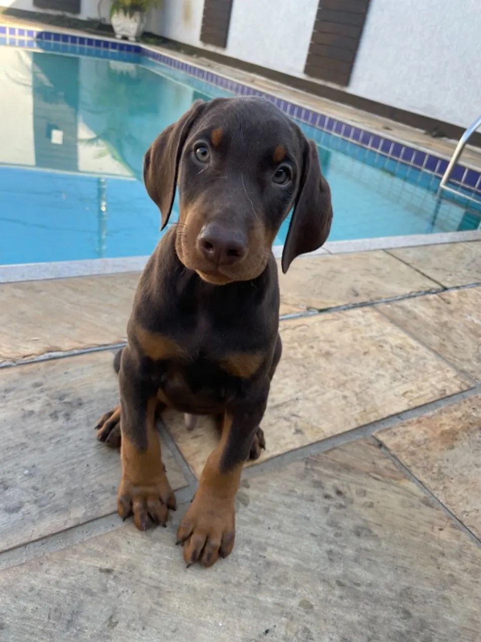 Vendo Filhotes de Doberman