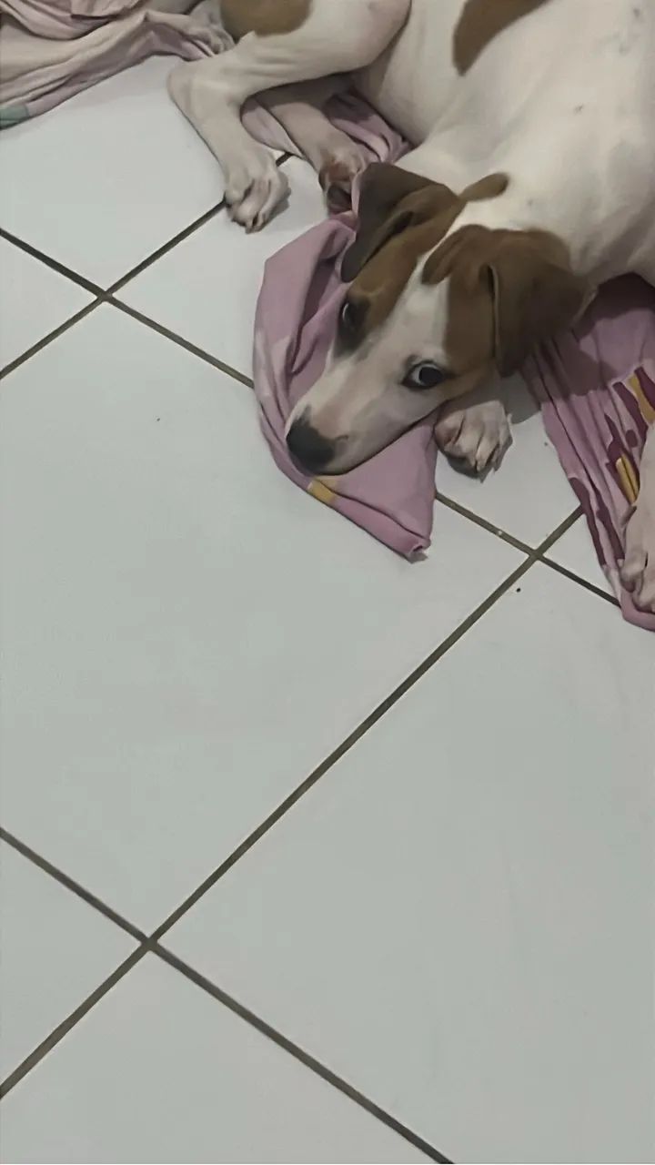 Doa-se cachorra - Foto 2
