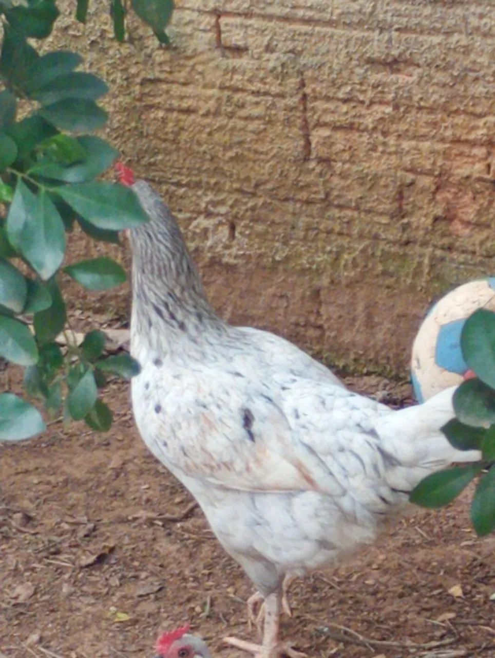 Galinha - Foto 2