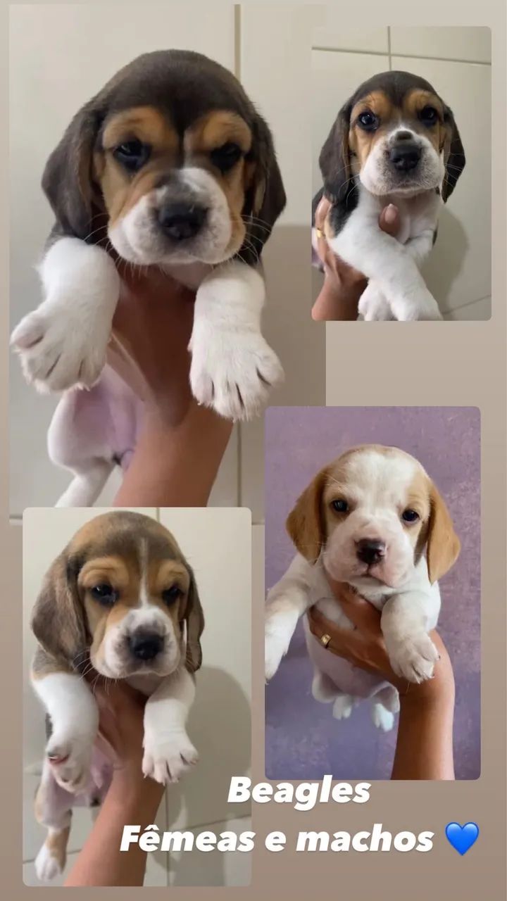 Beagles fêmeas e machos 