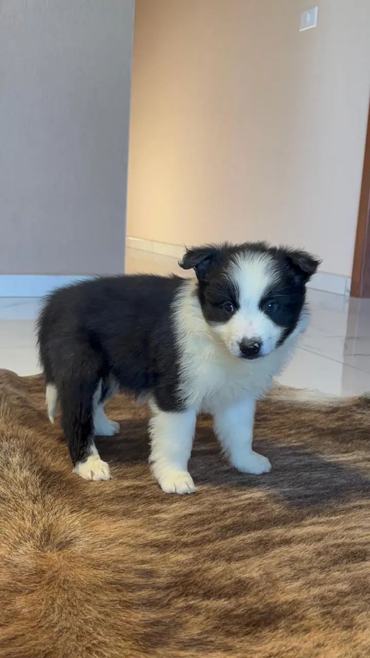Filhote Boder collie macho - Foto 2