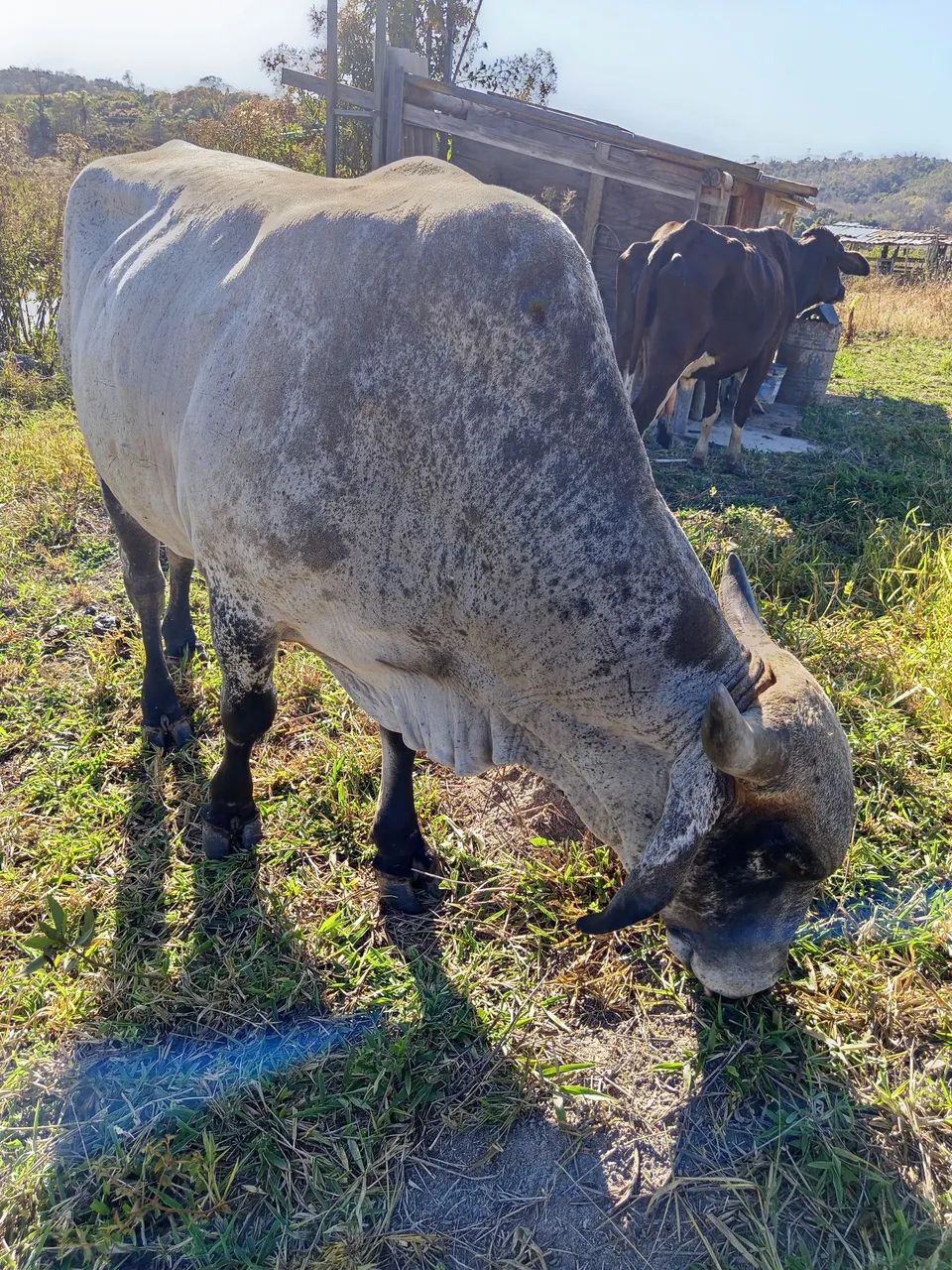 Vendo um boi Gil média 20 @  valor 7000 - Foto 2