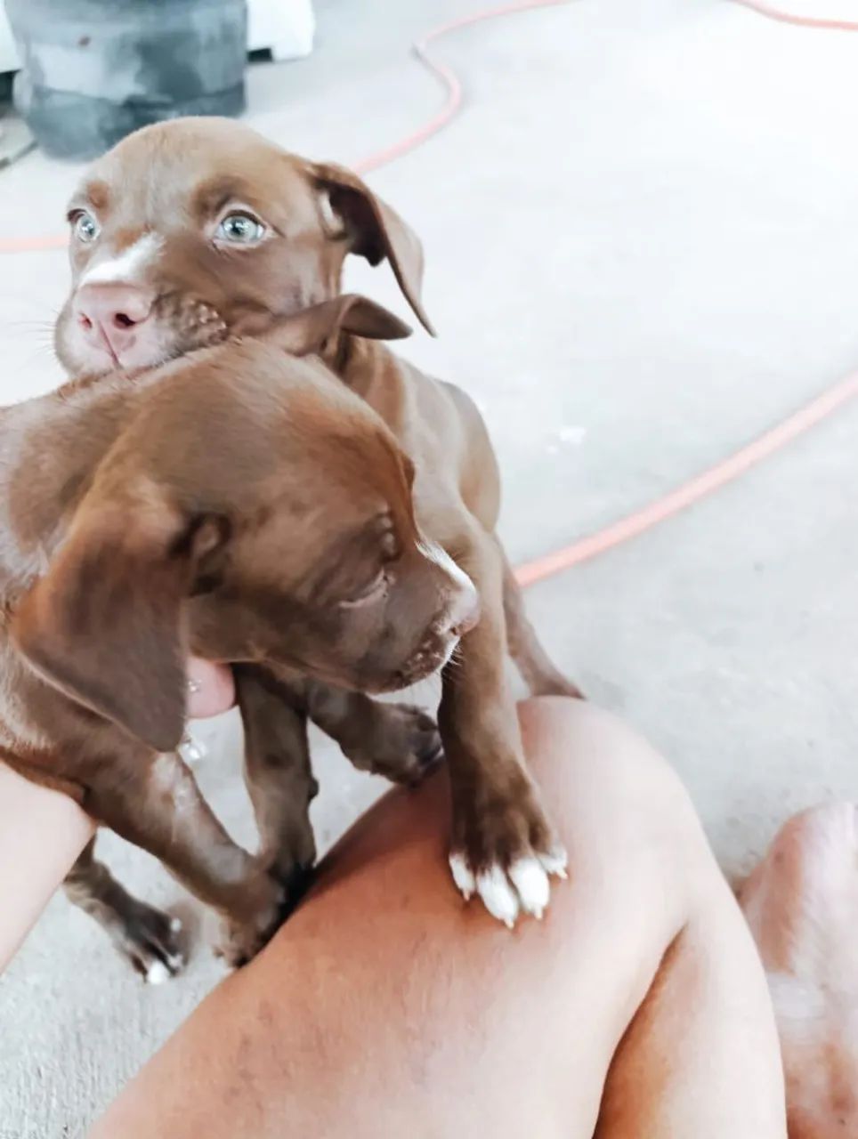 Pitbull - Foto 3