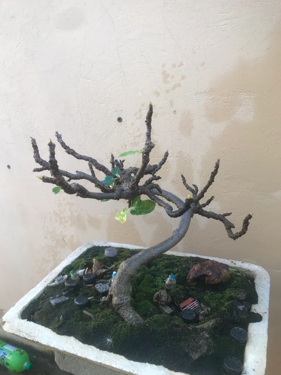 Bonsai de figueira  - Foto 2