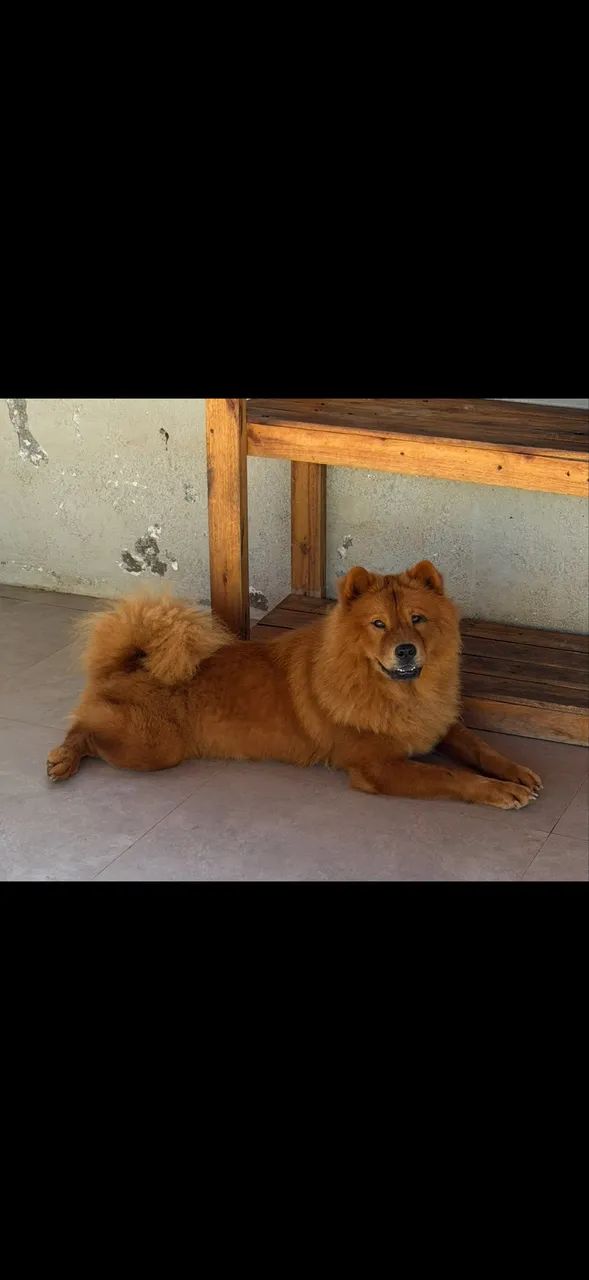 Chowchow disponível 