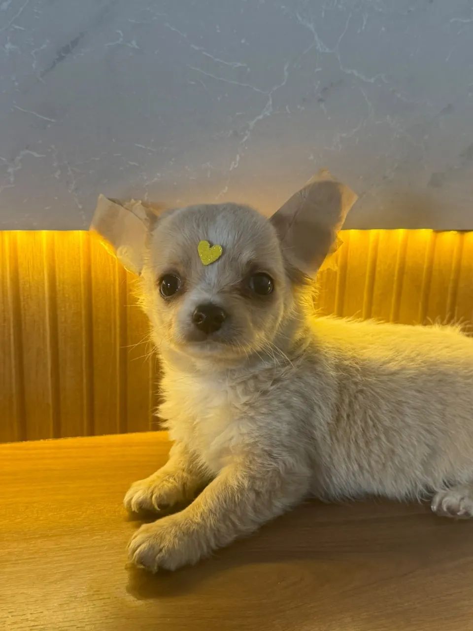 chihuahua pelo longo  - Foto 2