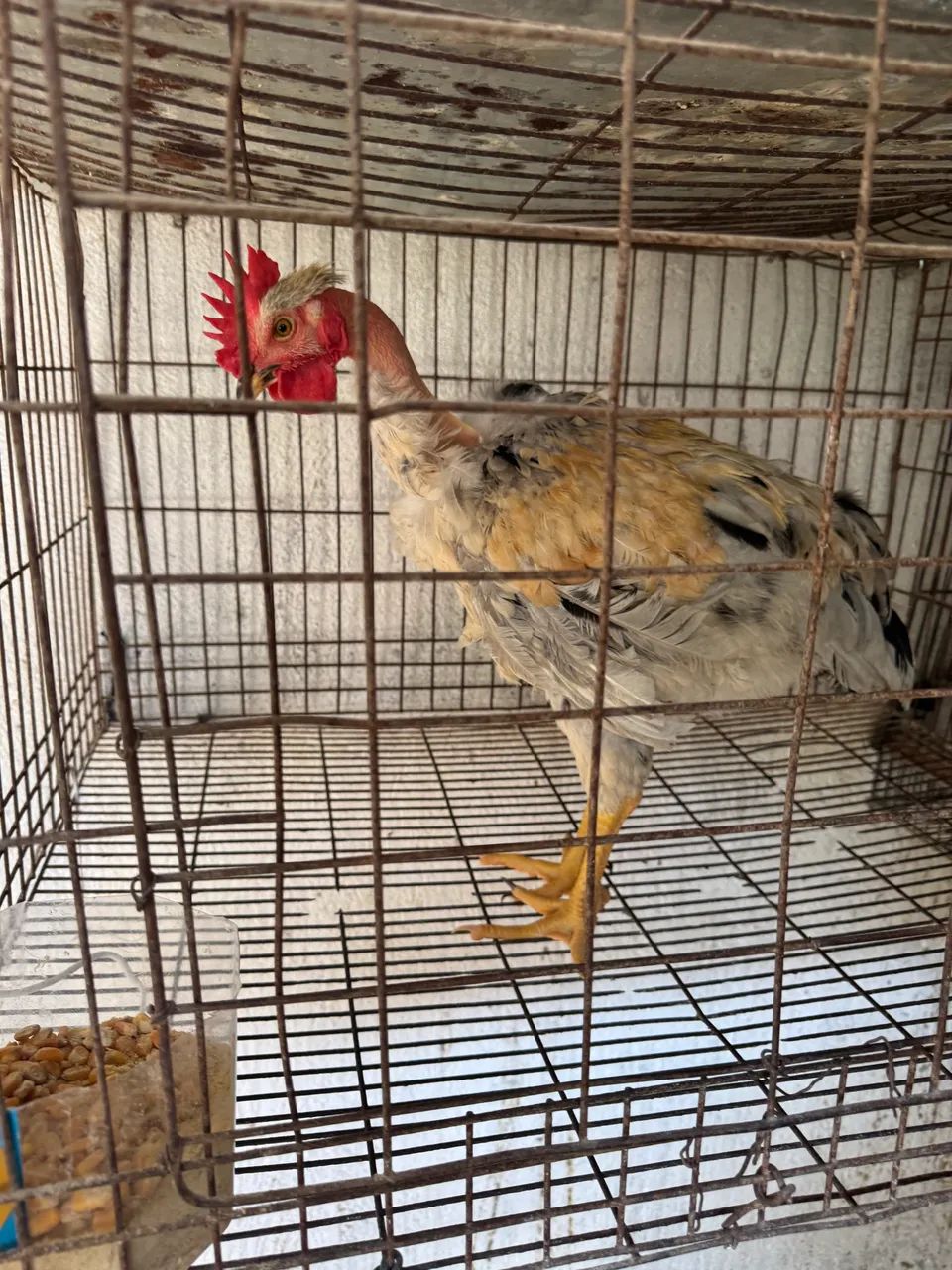 Frango polaco 