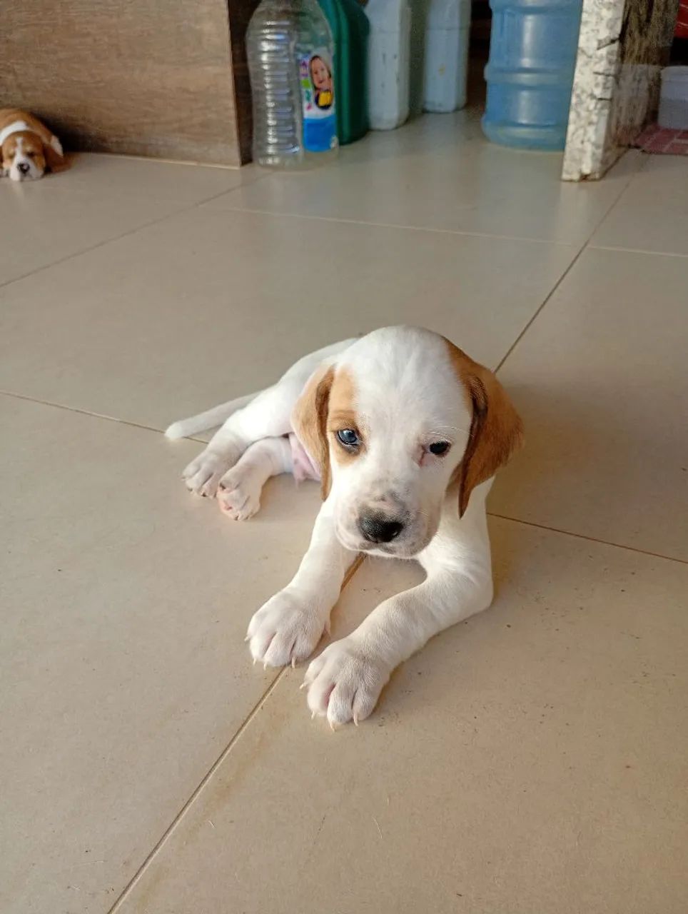 FILHOTES DE BEAGLE HARRIER À VENDA - Foto 3