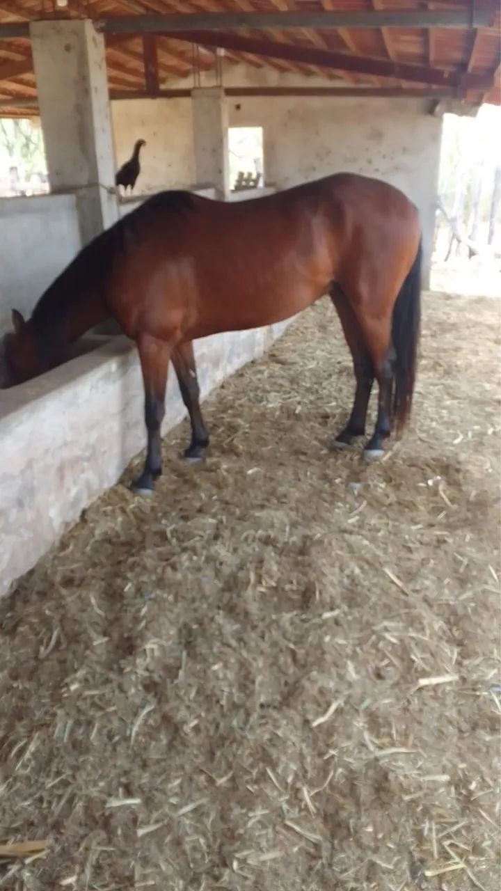Cavalo QM - Foto 3