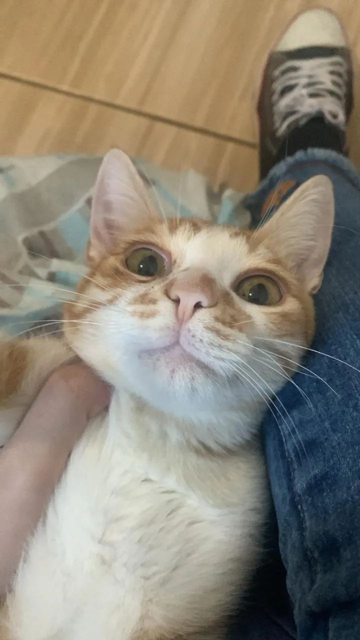 Gato laranja